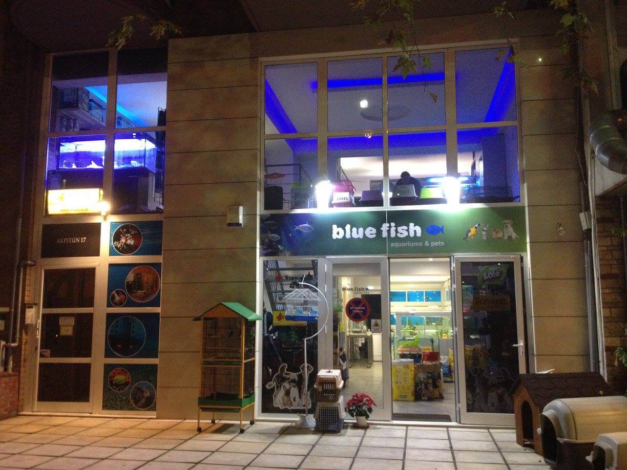 bluefish αμπελόκηποι Θεσσαλονίκης