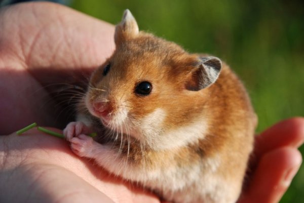 Hamster, τα δημοφιλέστερα τρωκτικά